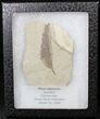 Fossil Sumac Leaf - Green River Formation #20221-1